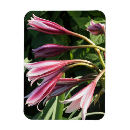 Red Crinum Lily Magnet