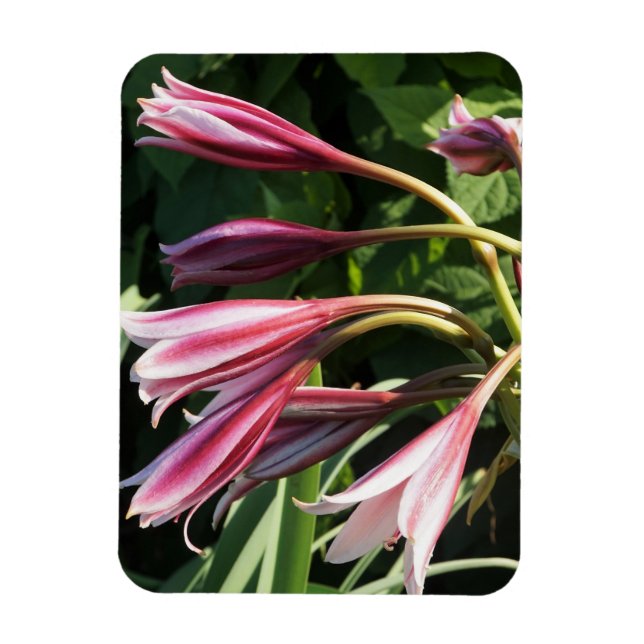 Red Crinum Lily Magnet (Vertikal)