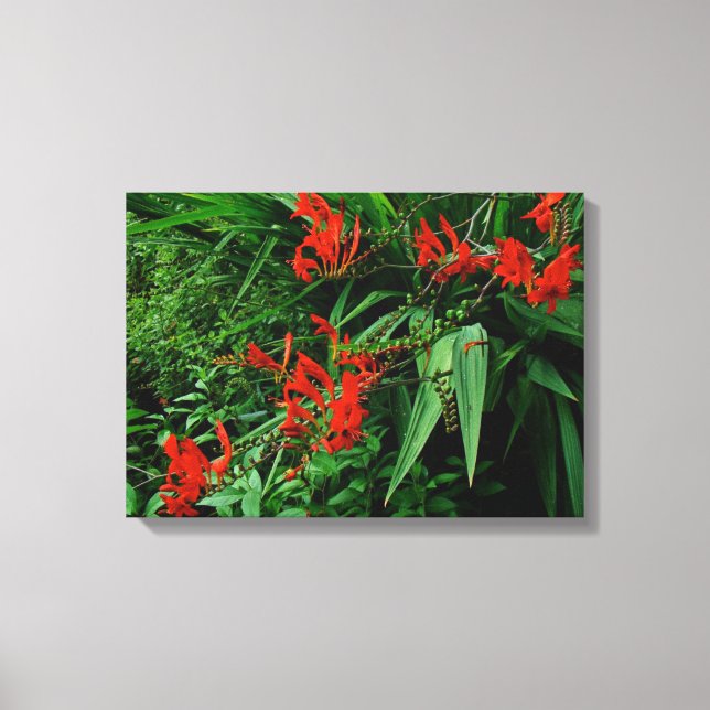 Red Crocosmia in Bloom Canvastryck (Framsida)