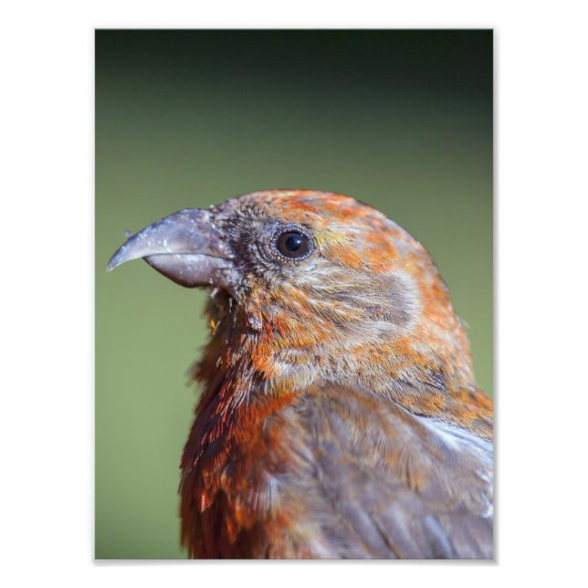 Red Crossbill Photo Utvidgning Fototryck (Framsidan)