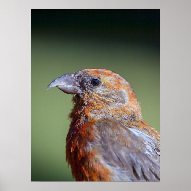 Red Crossbill Poster (Framsidan)