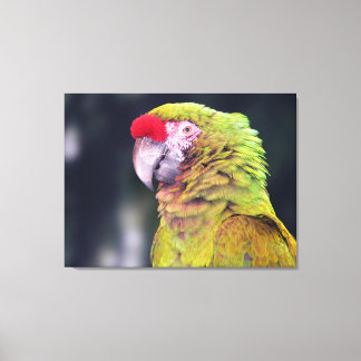 Red-Crowned Amazon Parrot Canvastryck