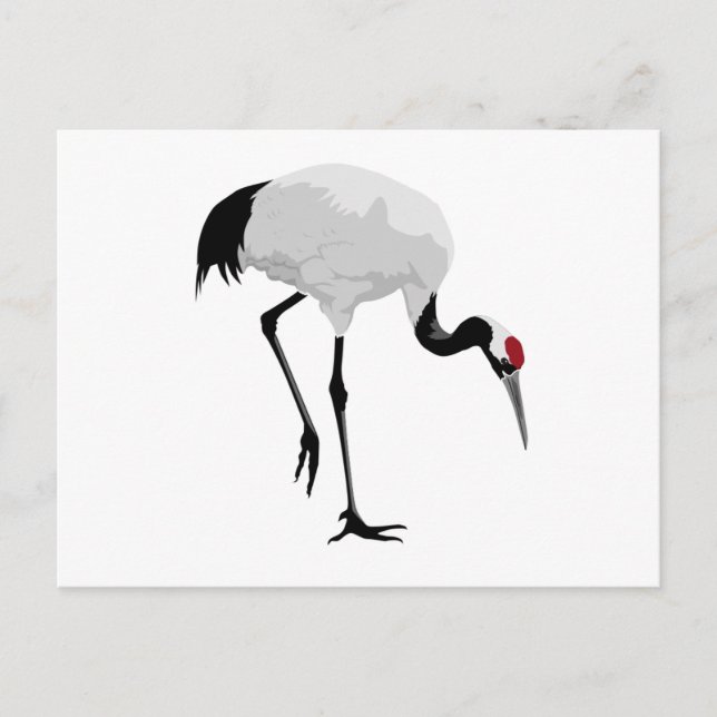 Red-Crowned Crane Japansk kran) Vykort (Framsida)