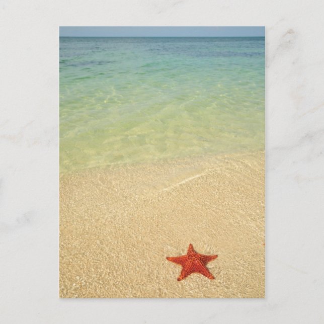 Red Cushion Sea Star | Trinidad, Kuba Vykort (Framsida)