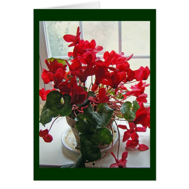 Red Cyclamen Flowers Hälsningskort (Framsidan)