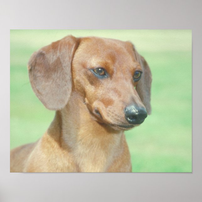 Red Dachshund Poster (Framsidan)