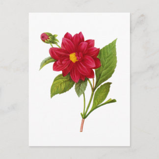 Red Dahlia av Pierre Joseph Redoute Vykort