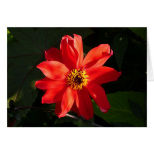 Red Dahlia (biskop av Llandaff) Hälsningskort