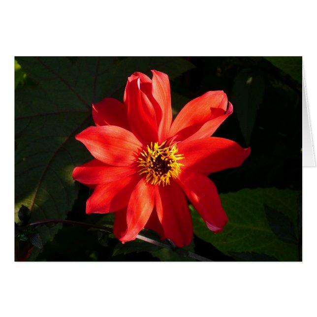 Red Dahlia (biskop av Llandaff) Hälsningskort (Framsidan Horizontal)