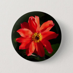Red Dahlia (biskop av Llandaff) Knapp