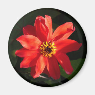 Red Dahlia (biskop av Llandaff) Magnet