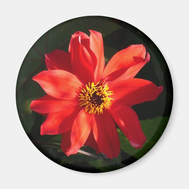 Red Dahlia (biskop av Llandaff) Magnet (Framsidan)
