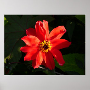 Red Dahlia (biskop av Llandaff) Poster
