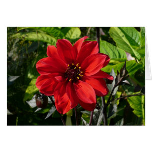 Red Dahlia (biskop till Llandaff) II Hälsningskort