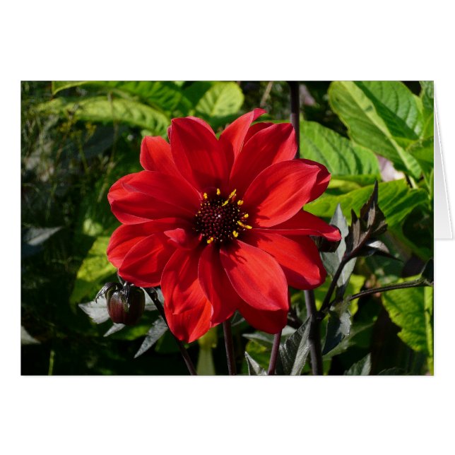 Red Dahlia (biskop till Llandaff) II Hälsningskort (Framsidan Horizontal)