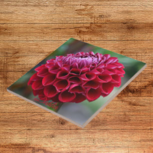 Red Dahlia Bloom Blommigt Ceramic Tile Kakelplatta