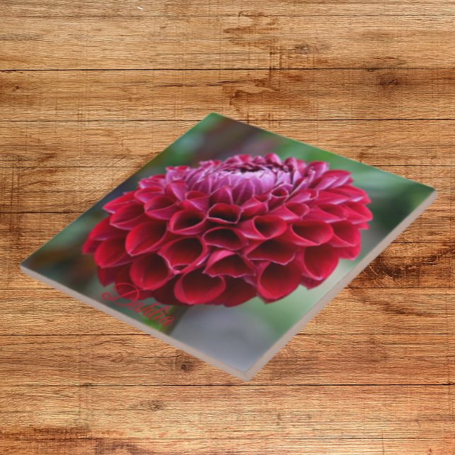 Red Dahlia Bloom Blommigt Ceramic Tile Kakelplatta (In Situ)