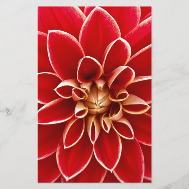 Red Dahlia Brevpapper (Framsida)