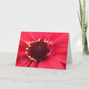 Red Dahlia Close-up Kort