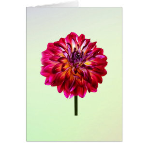 Red Dahlia färgad med Gult Hälsningskort