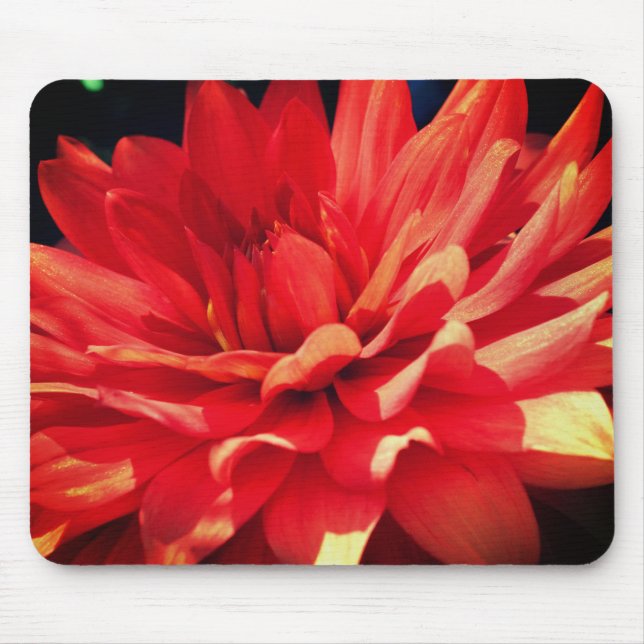 Red Dahlia Flower  Musmatta (Framsidan)