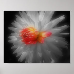 Red Dahlia Flower Partial Färg Poster
