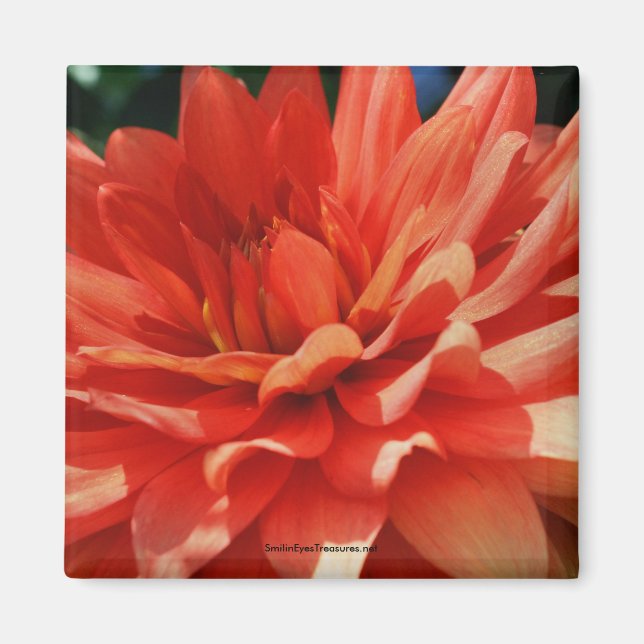 Red Dahlia Flower Photo Magnet (Framsidan)