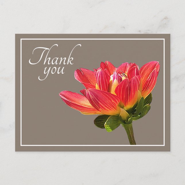 Red Dahlia Flower Taupe Background Tack Vykort (Framsida)