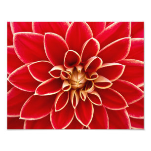 Red Dahlia Fototryck