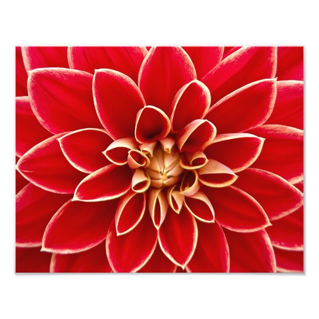 Red Dahlia Fototryck (Framsidan)