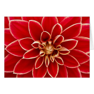 Red Dahlia Hälsningskort