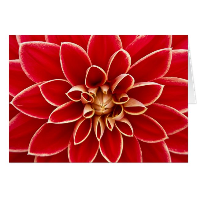 Red Dahlia Hälsningskort (Framsidan Horizontal)