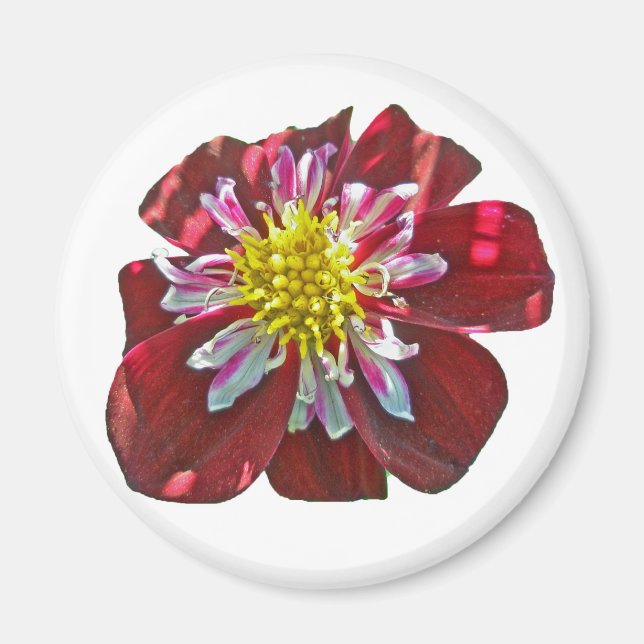 Red Dahlia Magnet (Framsidan)