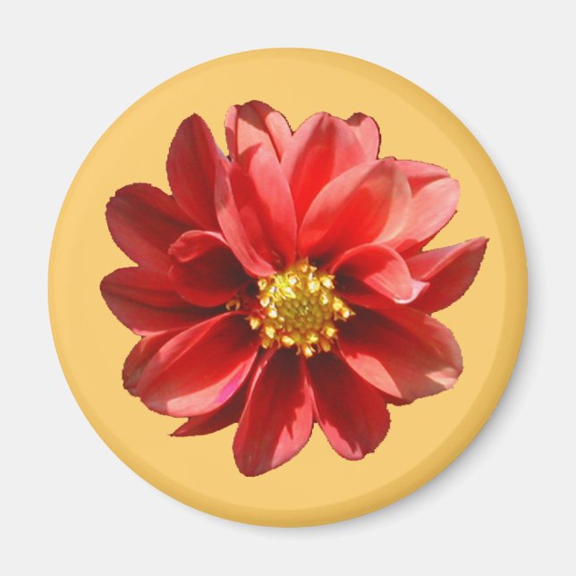 Red Dahlia Magnet (Framsidan)