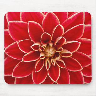 Red Dahlia Musmatta