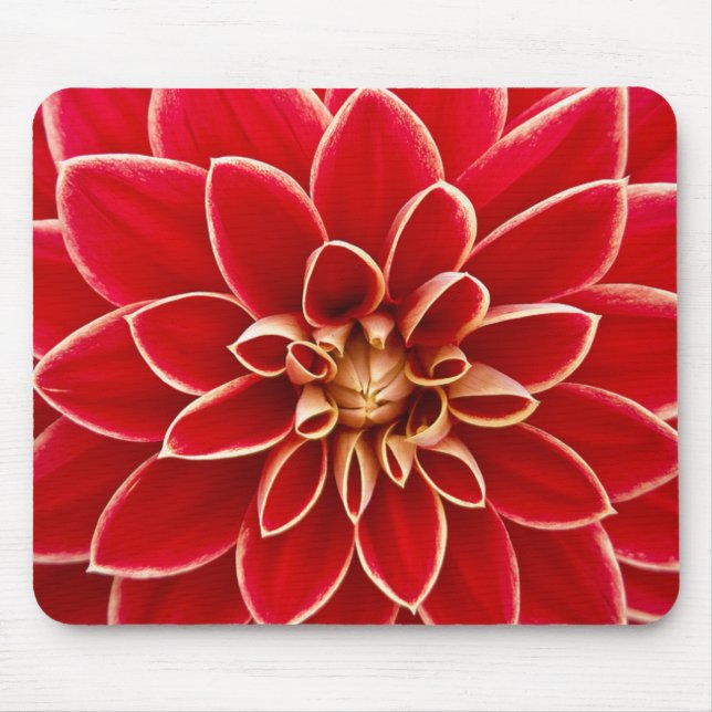 Red Dahlia Musmatta (Framsidan)