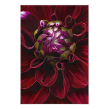 Red Dahlia Photo Print