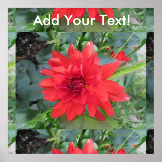 Red Dahlia Plant Poster