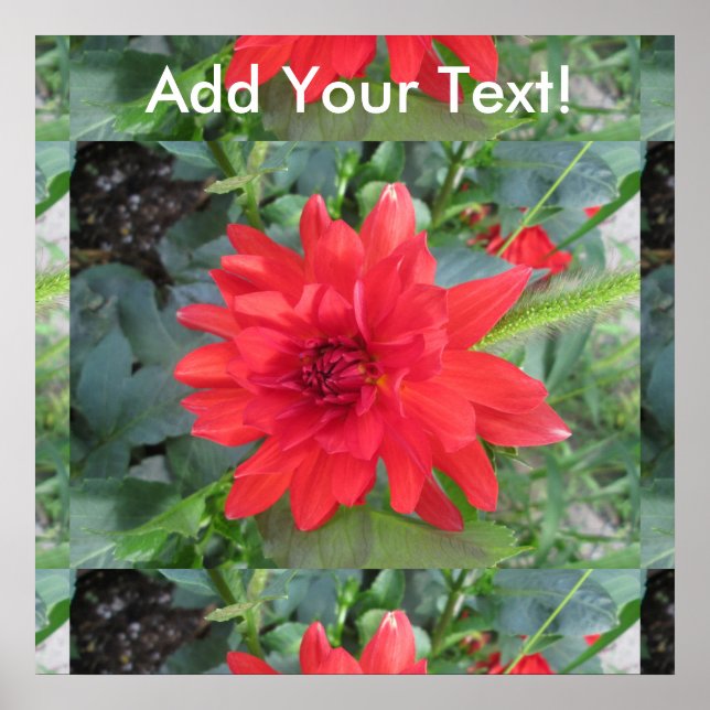 Red Dahlia Plant Poster (Framsidan)