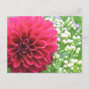 Red Dahlia Postcards Vykort