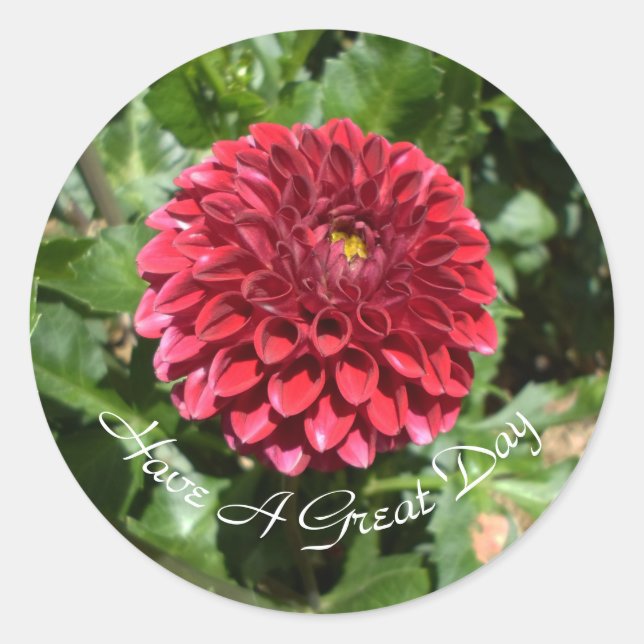 Red Dahlia Runt Klistermärke (Framsida)