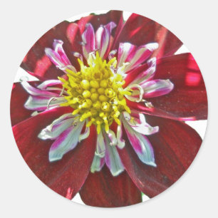 Red Dahlia Sticker Runt Klistermärke