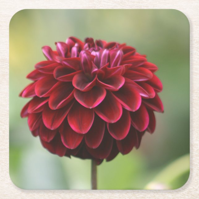 Red Dahlia Underlägg Papper Kvadrat (Framsidan)