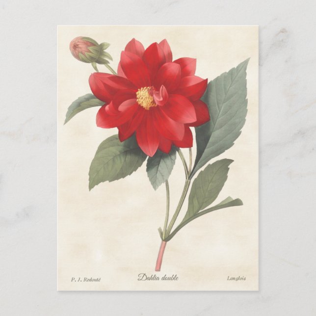Red Dahlia Vintage Botanical Illustration Vykort (Framsida)