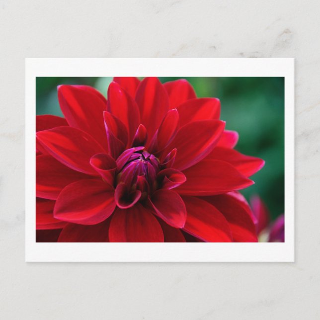 Red Dahlia Vykort (Framsida)