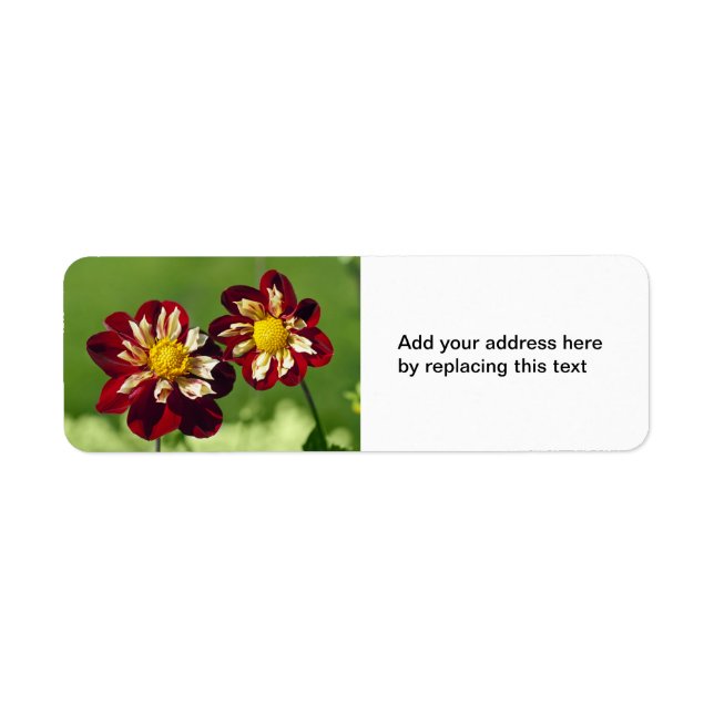 Red Dahlias Address Label Returadress Etikett (Framsidan)