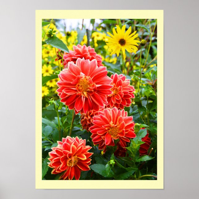 Red dahlias blommigt poster (Framsidan)