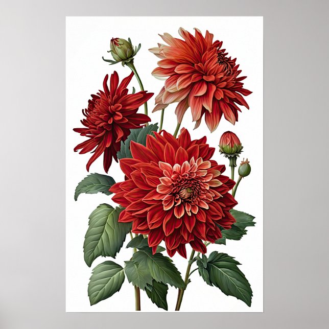 Red Dahlias Flower Art Print Poster (Framsidan)