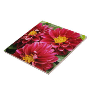 Red Dahlias Kakelplatta