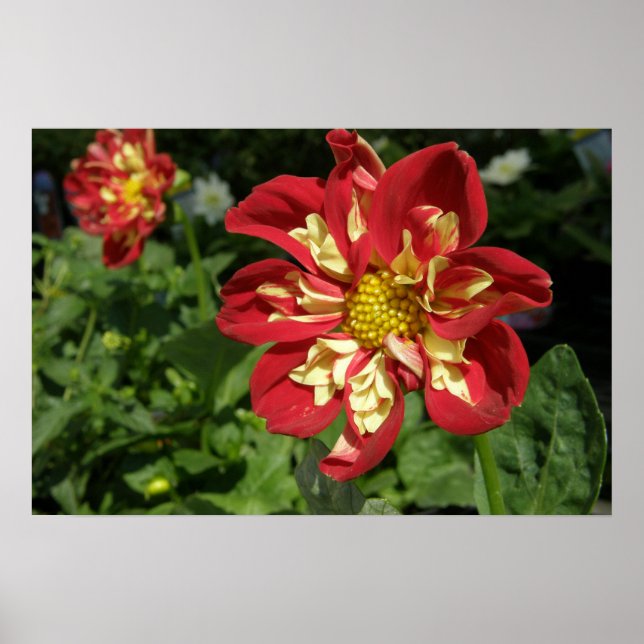 Red Dahlias Poster (Framsidan)